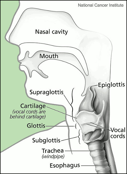 larynx and nearby structures