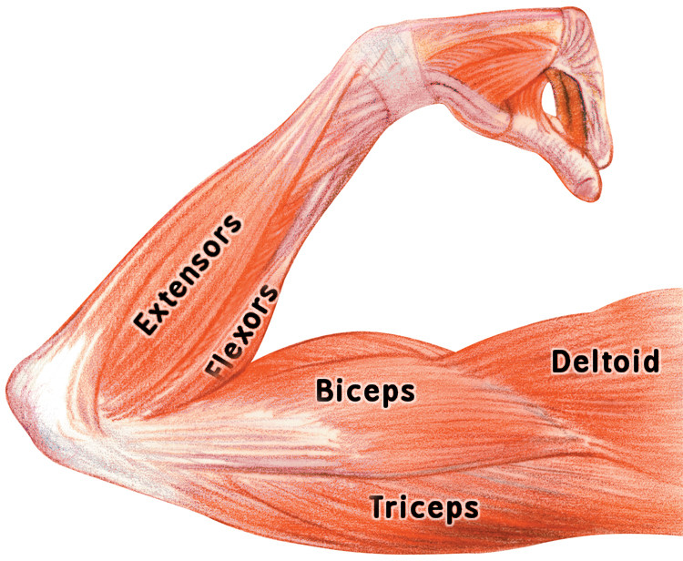Arm Muscles Labeled Medical Anatomy Muscle Arm Muscles Labeled