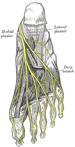 external plantar nerve