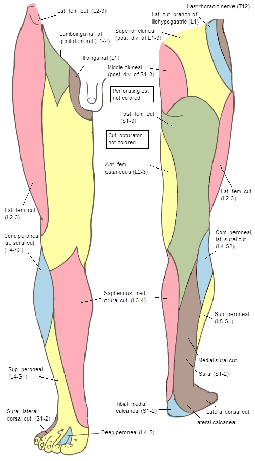 lower limb cutaneous innervation