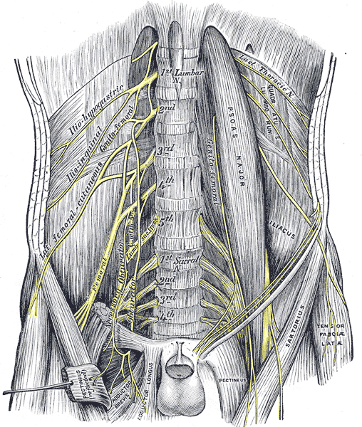 lumbar plexus and branches
