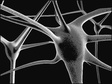 mirror neuron