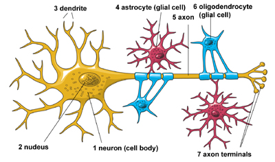 neuron architecture