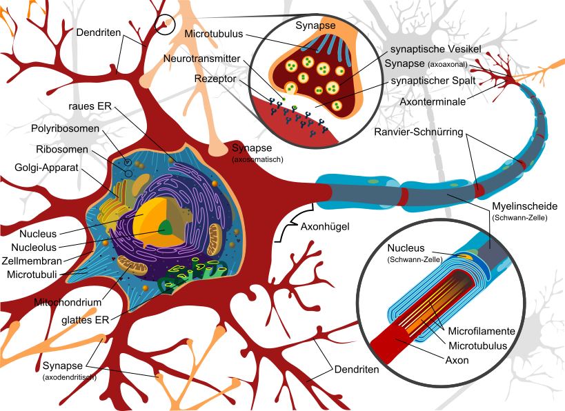neuron cell diagram de