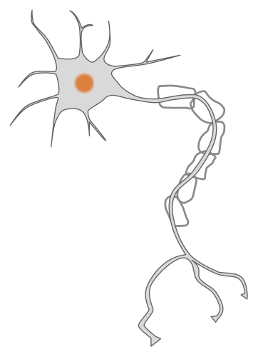 neuron clipart