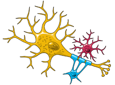 neuron color
