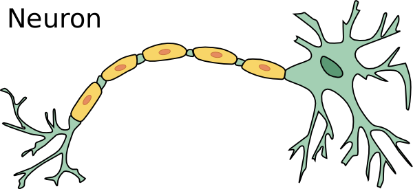 neuron large