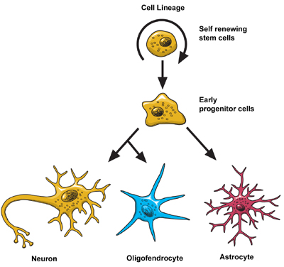neuron types from stem cell