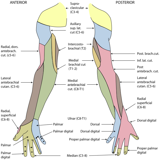 right upper limb cutaneous innervation