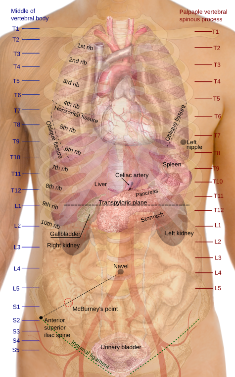 organs of the trunk