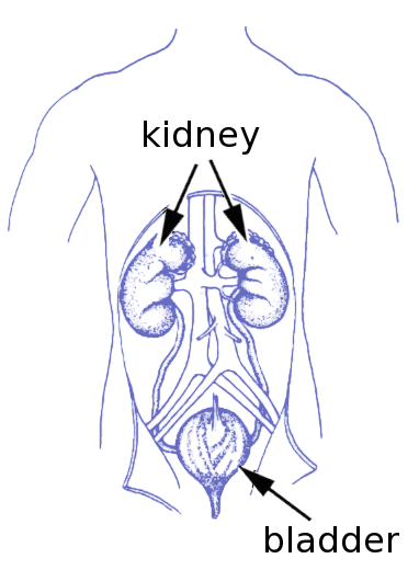 bladder kidneys