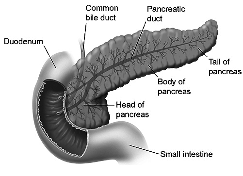 pancreas duodenum and small intestine