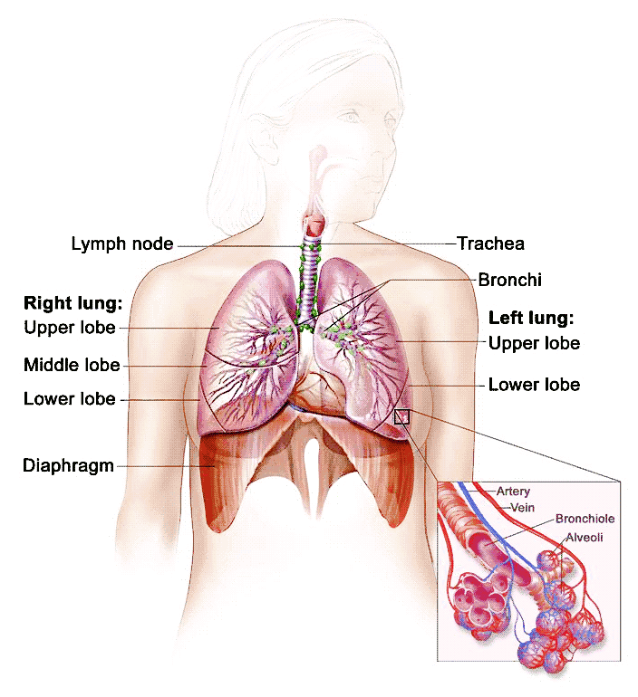 respiratory system NCI