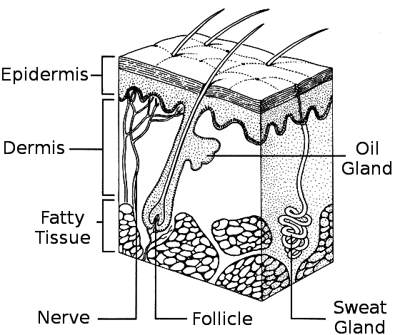 Image result for diagram of the skin