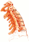 spine/