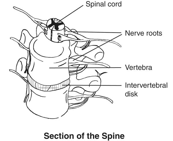 spine section