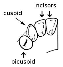 teeth cuspid incisor bicuspid