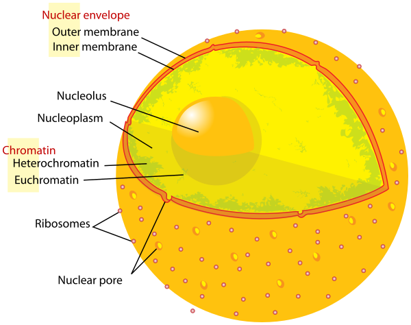 human cell nucleus