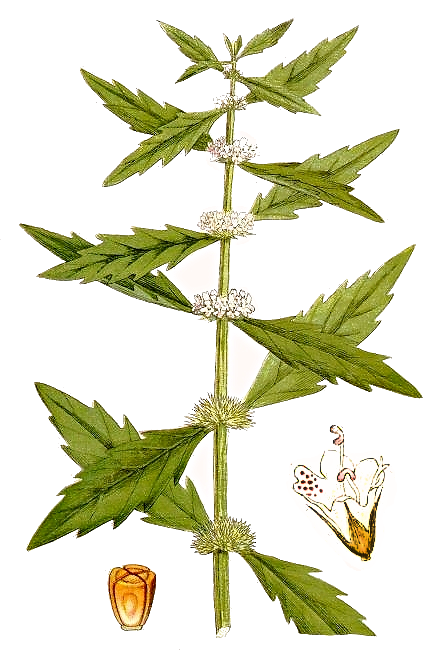 Gypsywort  Lycopus europaeus