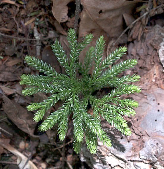 Tree Groundpine  Lycopodium obscurum  young plant