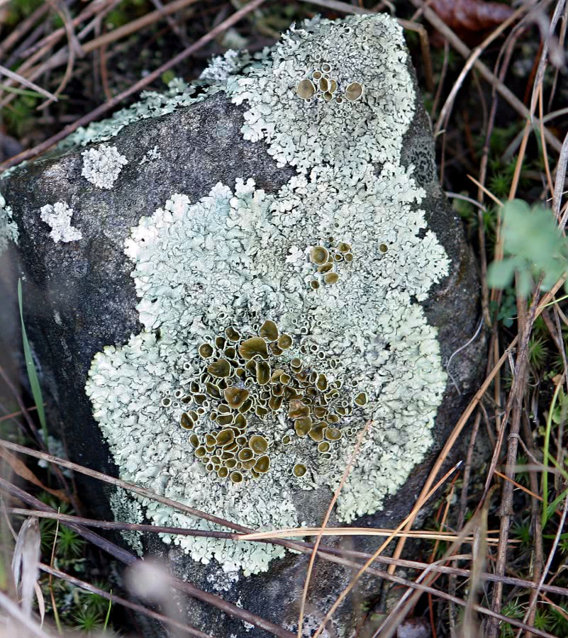 Lichen Xanthoparmelia sp