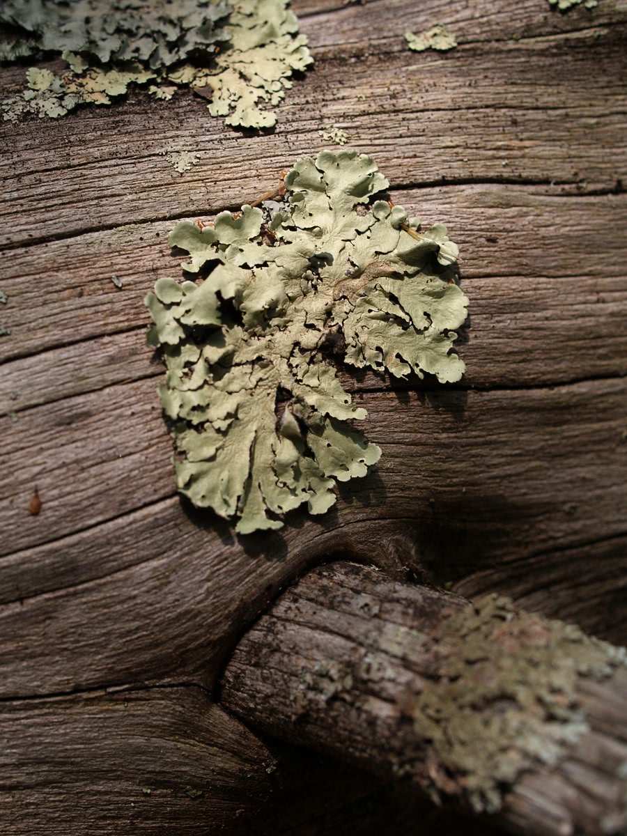 lichen