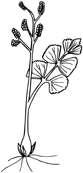 Crenulate Moonwort  Botrychium crenulatum