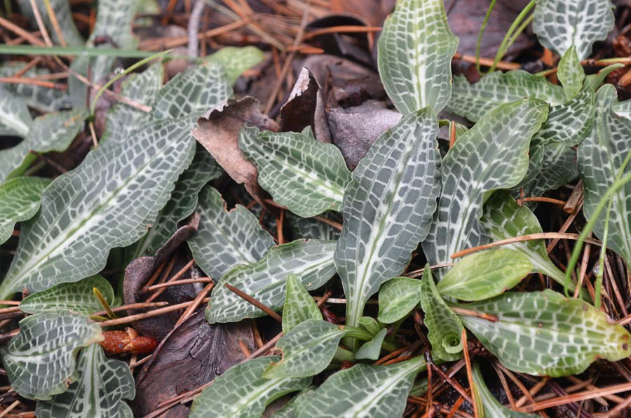 Western Rattlesnake plantain  Goodyera oblongifolia