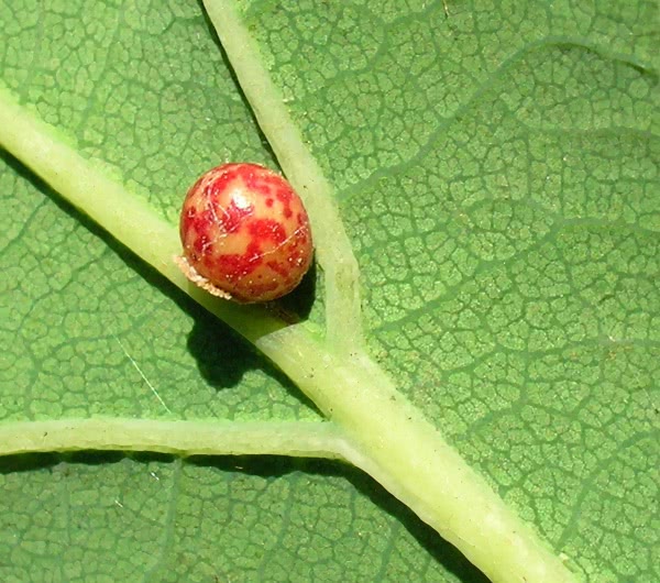 Red spotted Oyster Gall