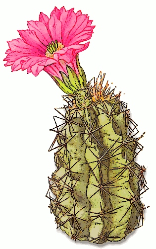 free clipart cactus flower - photo #40