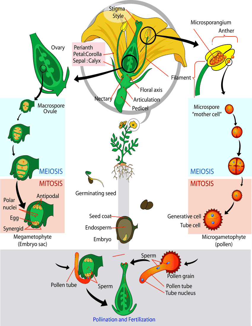 Angiosperm life cycle diagram