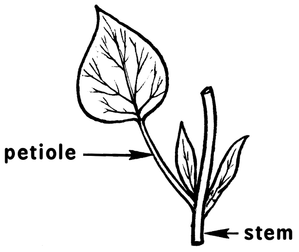 petiole stem