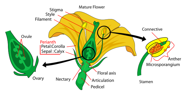 Mature flower diagram