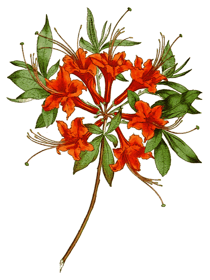 Azalea nudiflora var coccinea
