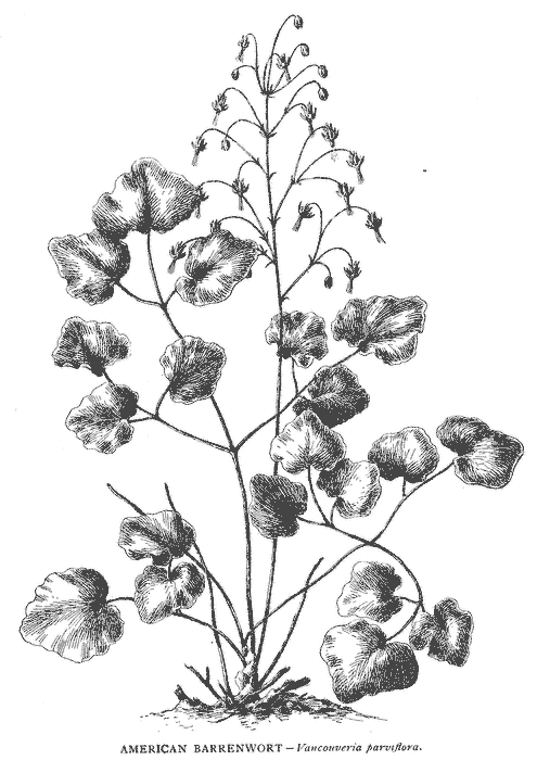 American Barrenwort  Vancouveria hexandra