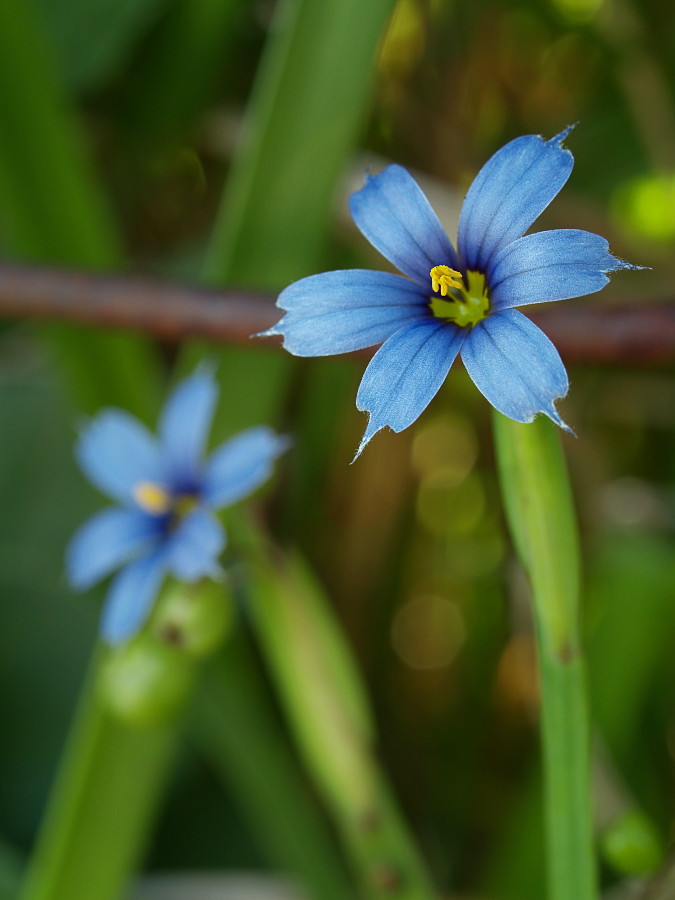 Blue-eyed Grass  Sisyrinchium montanum