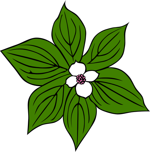 Canadian Bunchberry  Cornus canadensis