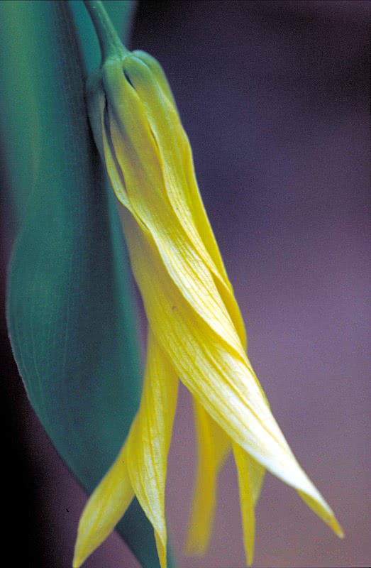 Large flowered yellow bellwort