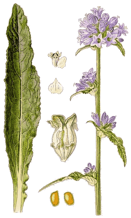 Bristly Bellflower  Campanula cervicaria plate