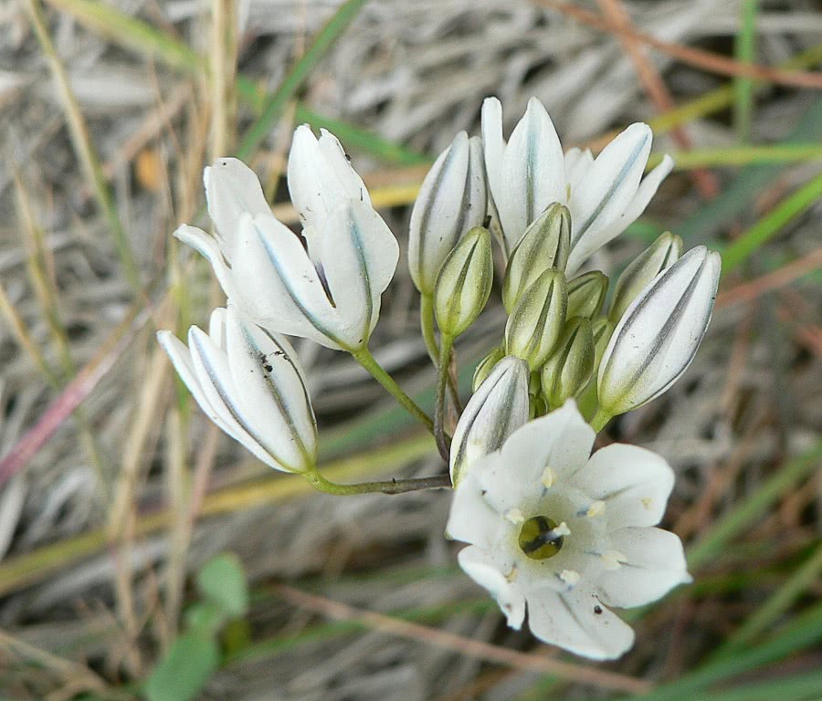 White brodiaea  Tritelia hyacinthina)