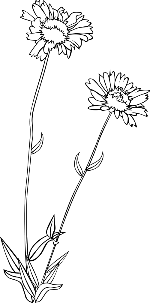 common blanketflower  Gaillardia Aristata BW