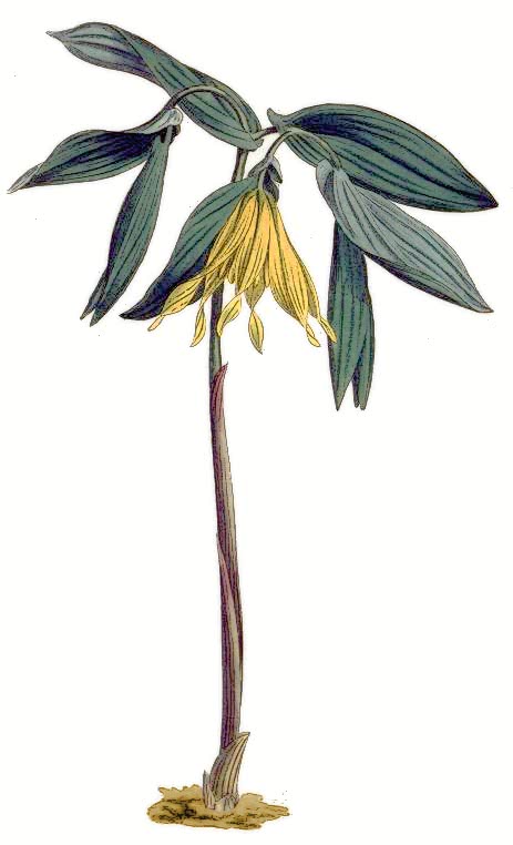 large-flowered bellwort  Uvularia grandiflora