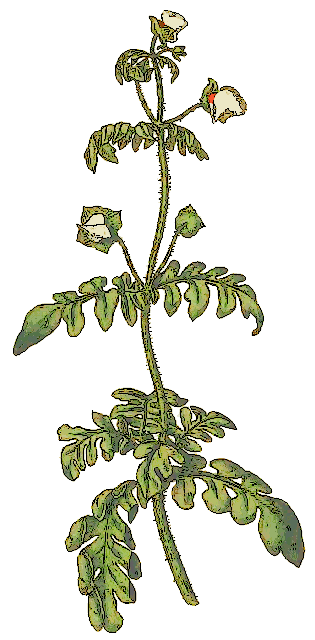 Calceolaria pinnata