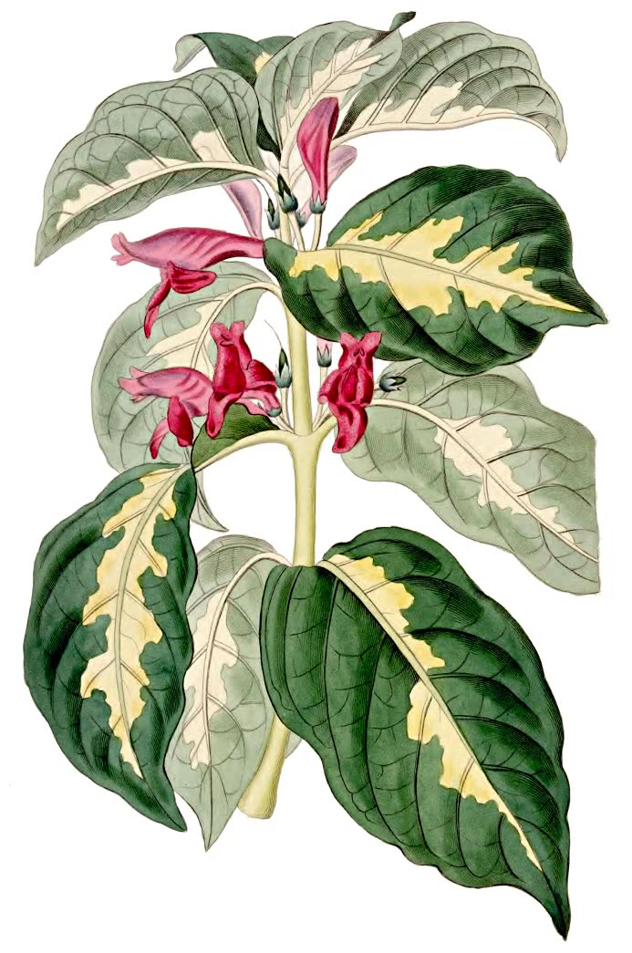 Caricature plant  Graptophyllum pictum