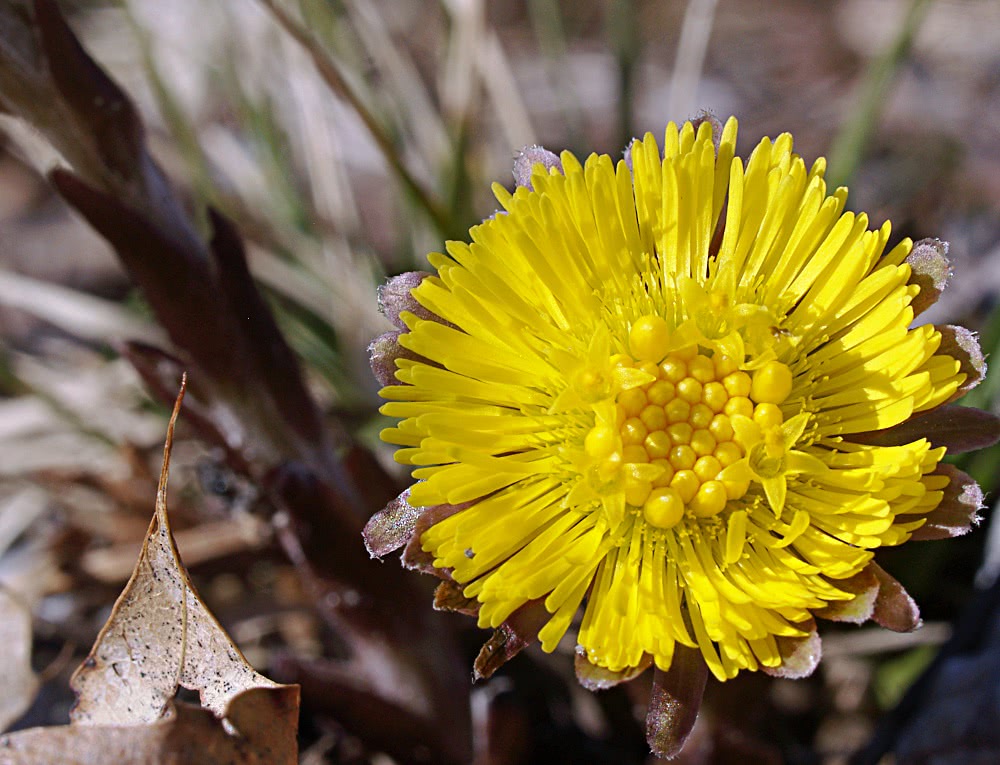 Coltsfoot in March