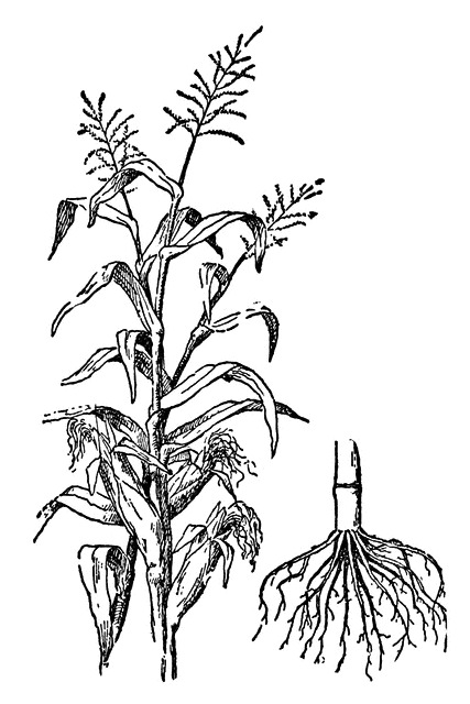 Corn plant lineart