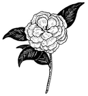 camellia/