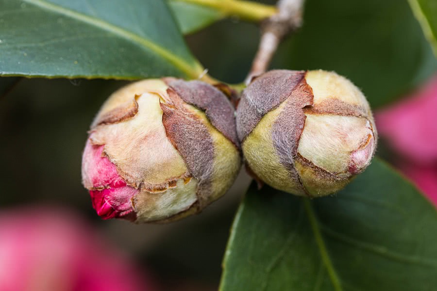 Japanese camellia buds