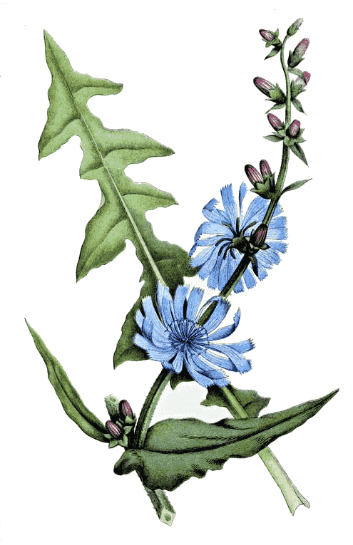 chicory  Cichorium intybus