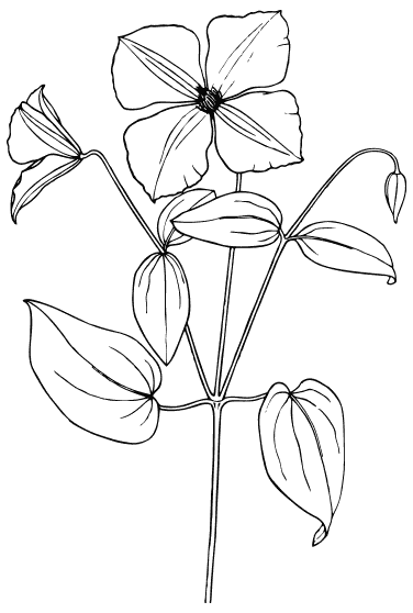 clematis BW